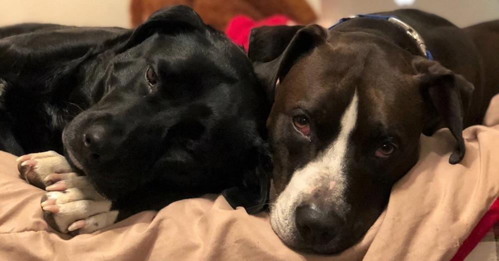 Should You Ban Fur Friends from the Bed? - isense