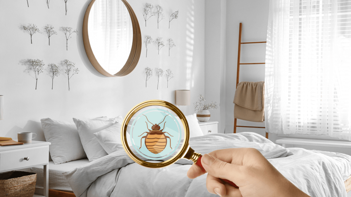 Bed Bugs Got You Down? Here's How to Get Rid of These Pests - isense