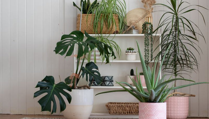 How House Plants Can Supercharge Your Sleep