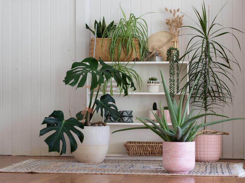 How House Plants Can Supercharge Your Sleep - isense