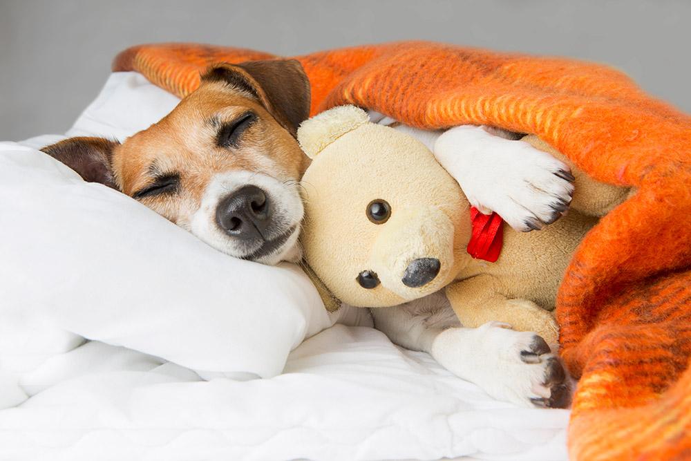 Picking the Best Bed for You and Your Furbabies - isense