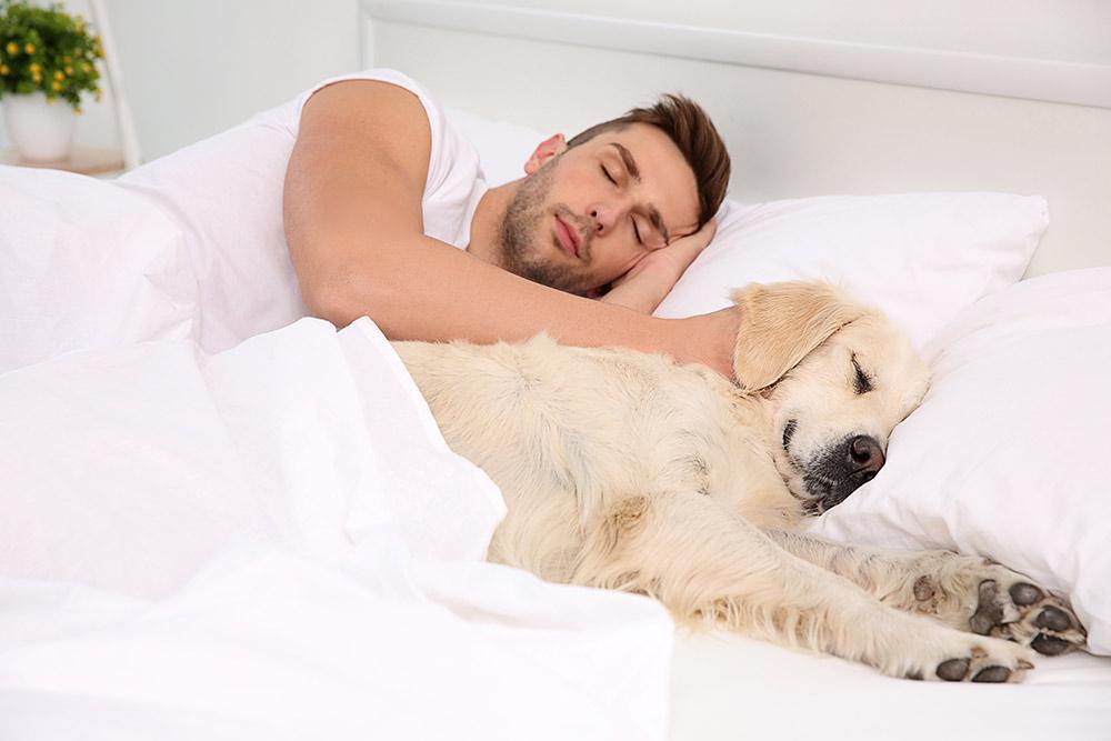 The Pros and Cons of Sleeping With Your Pets - isense